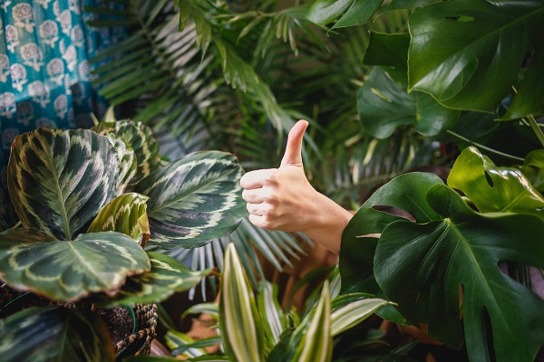 Apartment Gardening: Growing Your Green Thumb Indoors at Emblem 125